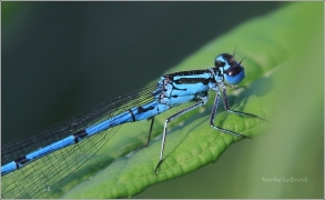 <p>ŠIDÉLKO PÁSKOVANÉ - sameček (Platycnemis pennipes) (Jiříkov)</p>